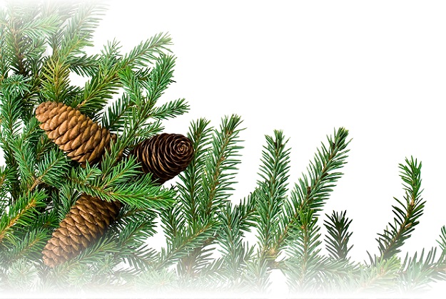 SILVER FIR